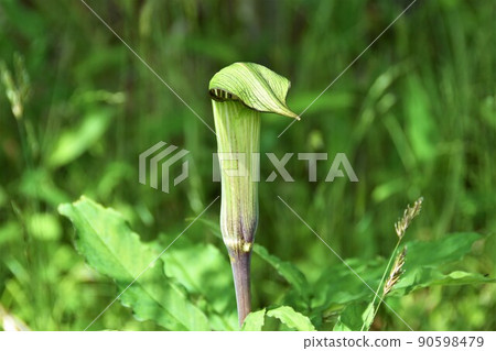 Mamshitsa Mamshitsa 90598479