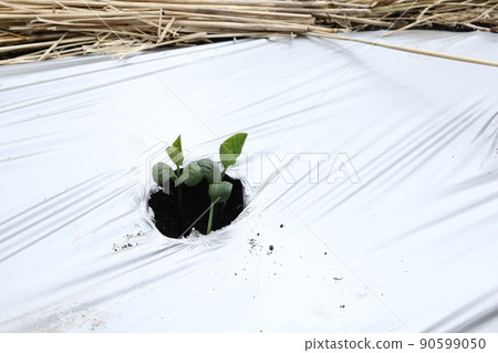 Germination of edamame 90599050