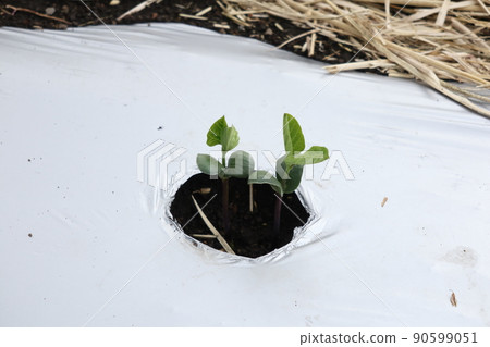 Germination of edamame 90599051
