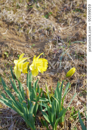 Daffodil flowers Daffodil flowers 90599059
