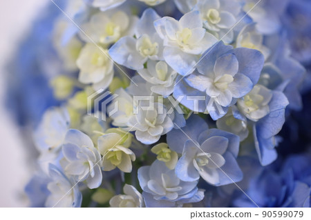 繡球花0396 繡球花0396 90599079