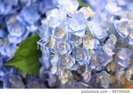 繡球花0397 90599080