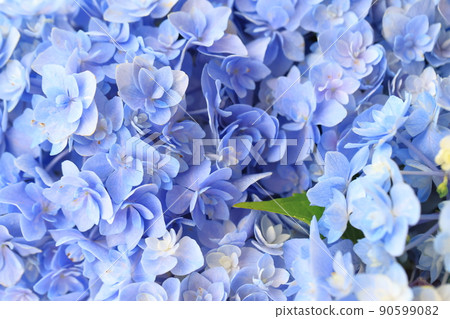 Hydrangea 0399 Hydrangea 0399 90599082