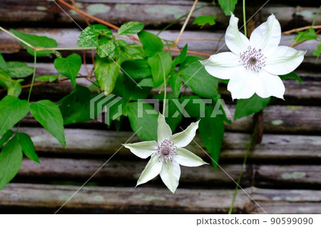 Flowers of Tessen 90599090