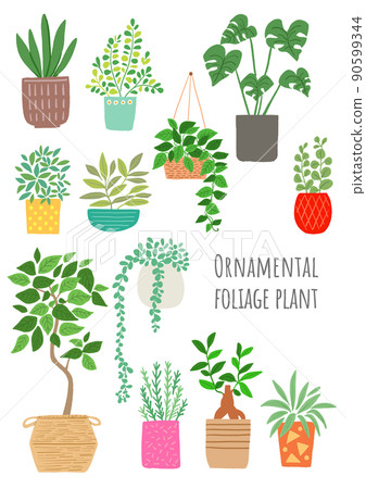 Illustration of a foliage plant 90599344
