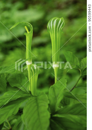 Vermicillula草 Vermicillula草 90599443