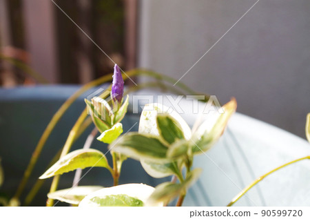 Purple buds of periwinkle 90599720