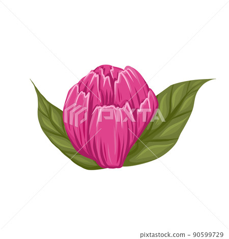 Vector illustration of pink bud of peony flower with green leaves isolated from background. Stylized botanical clip art. Cartoon floral image Vector illustration of pink bud of peony flower with green leaves isolated from background. Stylized botanical clip art. Cartoon floral image 90599729