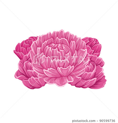 Vector illustration of lush peony flower head isolated from background. Botanical image. Cartoon floral clipart 90599736