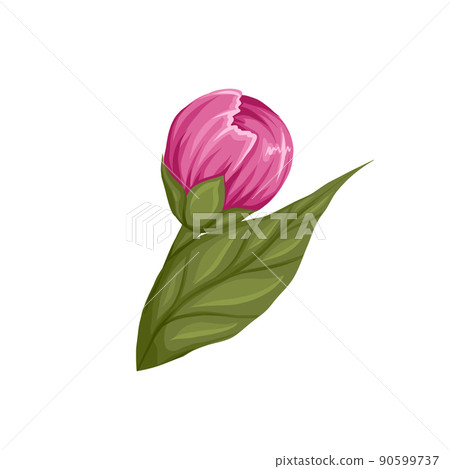 Vector illustration of bud of peony flower on stem isolated from background. Botanical image. Cartoon floral clipart Vector illustration of bud of peony flower on stem isolated from background. Botanical image. Cartoon floral clipart 90599737