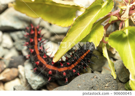 Indian fritillary larva 90600045