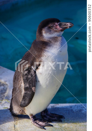 洪堡企鵝，可愛的動物，天王寺動物園，企鵝 90600352