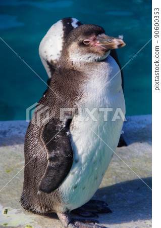 洪堡企鵝，可愛的動物，天王寺動物園，企鵝 90600353