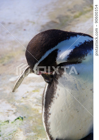 Humboldt penguins, cute animals, Tennoji Zoo, penguins 90600354