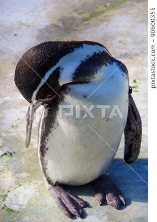 洪堡企鵝，可愛的動物，天王寺動物園，企鵝 90600355