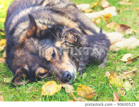 Big dog with a small kitten - best friends lying on the grass in autumn. Kitten touched a dog 90600525