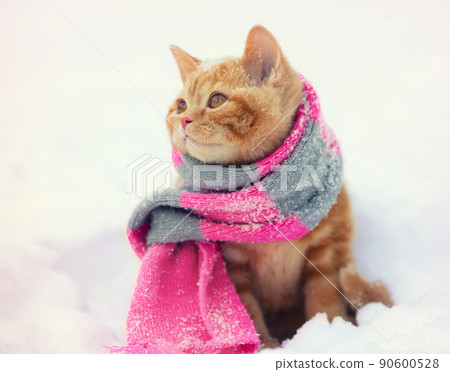 Portrait of a little ginger kitten dressed in a knitted scarf outdoors in winter 90600528