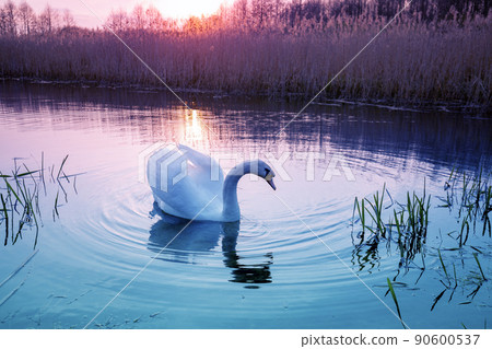 Magical sunset in countryside. Rural landscape in spring, wilderness. Swan swimming in the lake 90600537