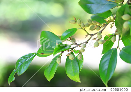 Distylium racemosum 結出很多果實 90601000