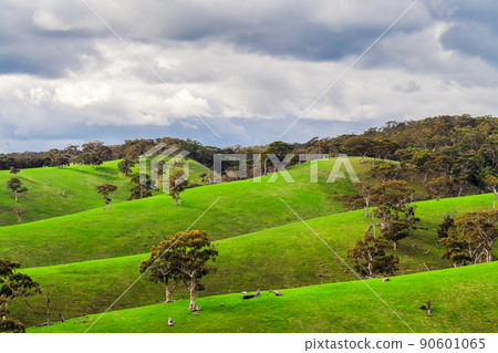 Adelaide Hills vista landscape in winter season 90601065