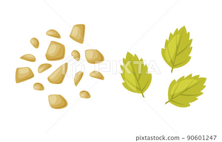 Nuts and Mint Leaf as Ice Cream Dessert Element for Topping Sprinkle Vector Set Nuts and Mint Leaf as Ice Cream Dessert Element for Topping Sprinkle Vector Set 90601247