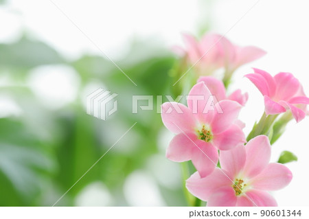 Kalanchoe close-up [white background] 90601344