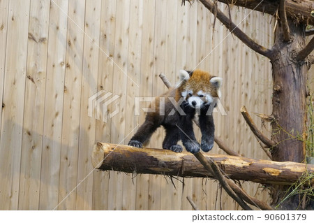 Izu Shaboten Zoo Lesser Panda Izu Shaboten Zoo Lesser Panda 90601379