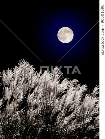 Japanese pampas grass and the full moon in mid-autumn 90601690