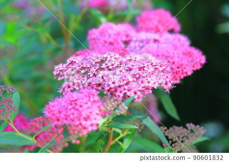 White and pink spirea flowers (Genpei Shimono) White and pink spirea flowers (Genpei Shimono) 90601832
