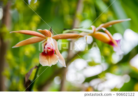 Orchid flower, Phaius wallichii Orchid flower, Phaius wallichii 90602122