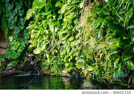 tropical pond and turtle in a rainforest mangrove 90602138