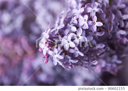 Close-up beautiful lilac flowers 90602155
