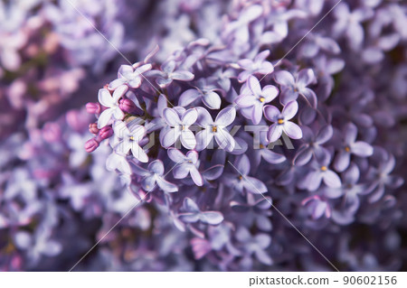 Close-up beautiful lilac flowers Close-up beautiful lilac flowers 90602156
