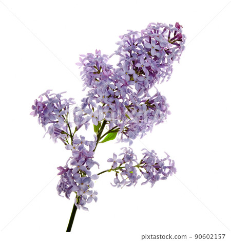 Close-up beautiful lilac flowers Close-up beautiful lilac flowers 90602157