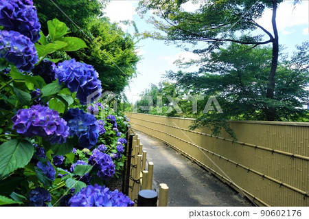 Kotokuin Hydrangea Kotokuin Hydrangea 90602176