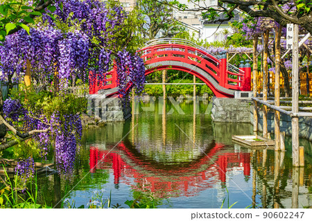 東京都江東區龜戶天神社藤名和太鼓橋(Onnabashi) 東京都江東區龜戶天神社藤名和太鼓橋(Onnabashi) 90602247