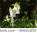 White firefly poppy flower 90602856
