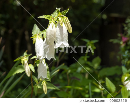 White firefly poppy flower 90602856