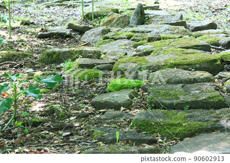 苔蘚木蘇方法山路 苔蘚木蘇方法山路 90602913