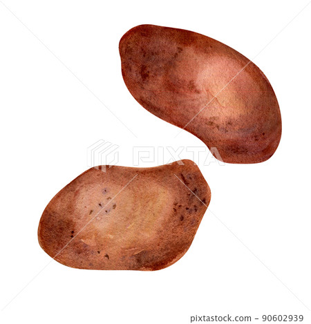 Vegetable potatoes watercolor illustration on white background. Vegetable potatoes watercolor illustration on white background. 90602939