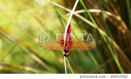 the red dragonfly Nannophya pygmaea 90602992