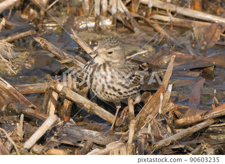 Water pipit, a winter bird that has a sober earth color and blends into the riverbank, making it difficult to shoot even if it actively walks and pecks at food. Water pipit, a winter bird that has a sober earth color and blends into the riverbank, making it difficult to shoot even if it actively walks and pecks at food. 90603235
