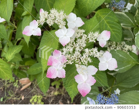 Close-up of a pink hydrangea. Close-up of a pink hydrangea. 90603353