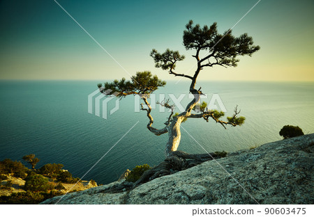 Tree and sea at sunset. Crimea landscape 90603475