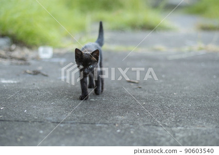 Small cat, black cat, kitten, cat, cat, kitten, nora, creature, outdoor 90603540