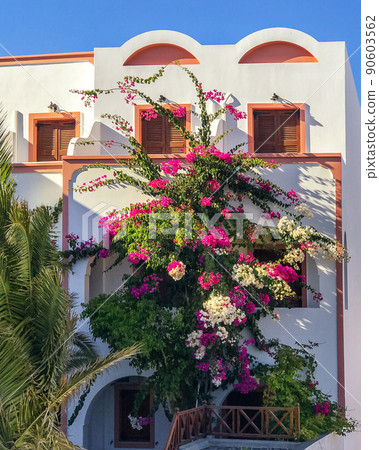 Beautiful blooming bougainvillea tree with purple flowers growing on the white building in Santorini island, Greece. Beautiful blooming bougainvillea tree with purple flowers growing on the white building in Santorini island, Greece. 90603562