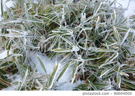 凍竹葉（愛知縣豐根村茶臼山） 90604000