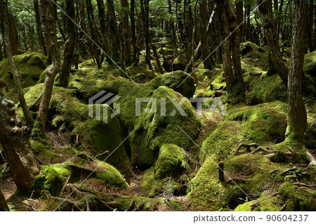 白駒之池周圍的木有森林 90604237