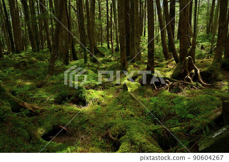 Kokemusu Forest around Shirakoma no Ike 90604267