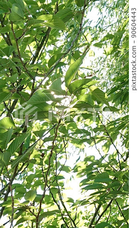 Fresh green Fresh green 90604443